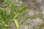 Coastal plain chaffhead